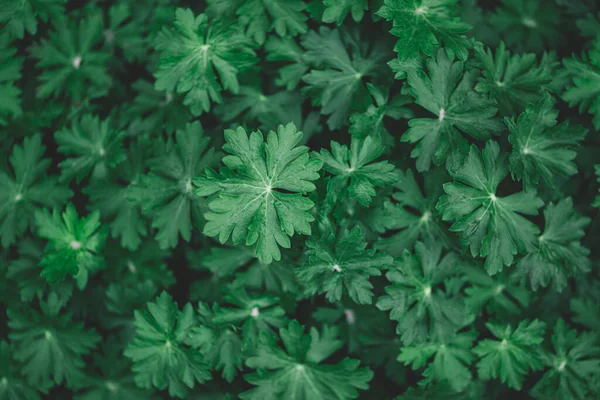 Verse Groene Bladeren Patroon Achtergrond Natuurlijke Achtergrond Vlakke Plaat — Stockfoto