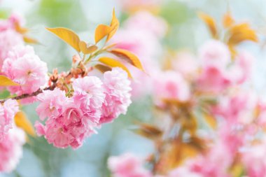 Sakura ağacında harika pembe kiraz çiçekleri. Güzel bir bahar ağacı. Yakın plan.. 