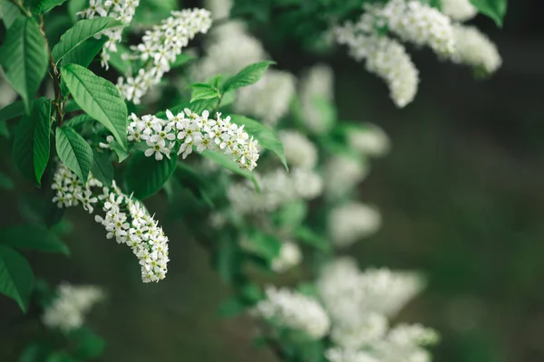 Rama Flor Pájaro Cerezo Jardín Primavera Enfoque Selectivo — Foto de Stock