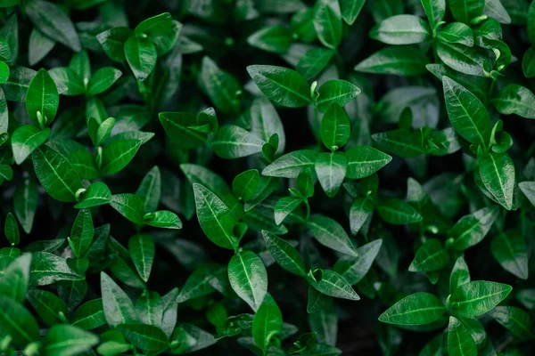 Verse Groene Bladeren Patroon Achtergrond Natuurlijke Achtergrond Vlakke Plaat — Stockfoto