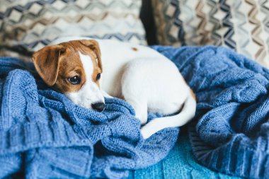 Mavi battaniyeye uzanmış sevimli köpek yavrusu Jack Russell Terrier. Küçük bir köpeğin portresi..