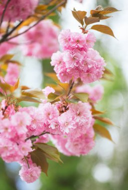 Sakura ağacında harika pembe kiraz çiçekleri. Güzel bir bahar ağacı. Yakın plan.. 