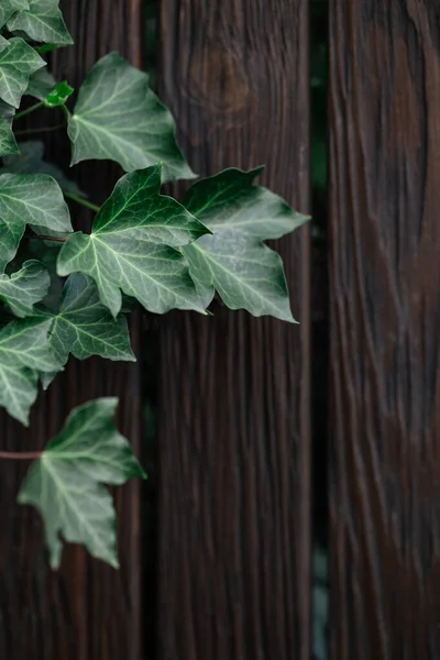 Prachtige Groene Klimop Bladeren Houten Muur Verse Groene Plant Selectieve — Stockfoto