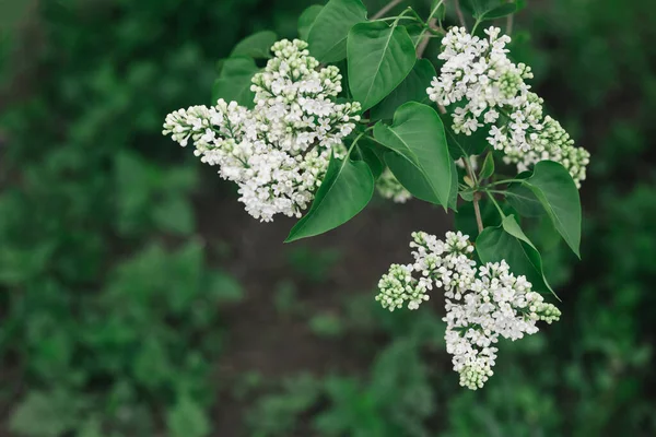 Rama Flor Lila Blanca Jardín Primavera Enfoque Selectivo Lugar Para — Foto de Stock