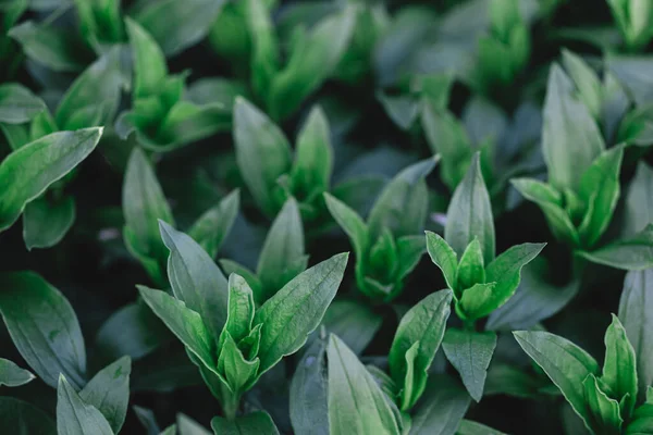 Verse Groene Bladeren Patroon Achtergrond Natuurlijke Achtergrond — Stockfoto