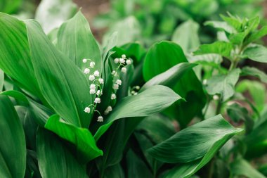 Bahar bahçesindeki vadide çiçek açan güzel zambak. Seçici odak.