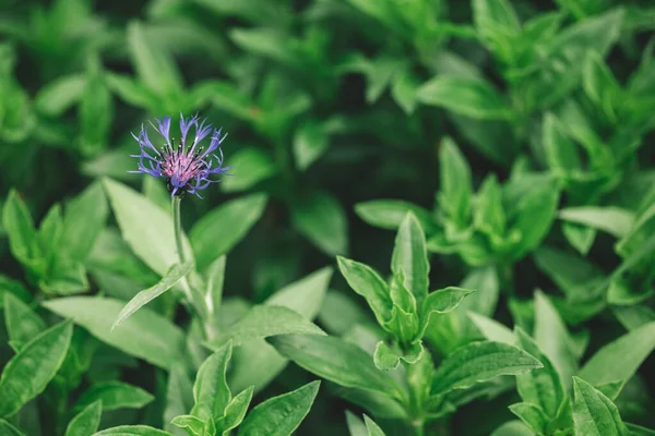 Prachtige Blauwe Korenbloem Een Tuin Donkergroene Achtergrond Selectieve Focus — Stockfoto