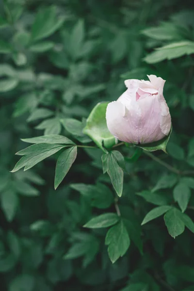 Beautiful Cream Peony Bud Spring Garden Dark Green Background Selective — Stock Photo, Image