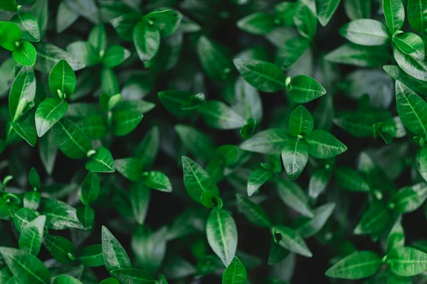 Verse Groene Bladeren Patroon Achtergrond Natuurlijke Achtergrond — Stockfoto