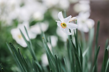 Bahar bahçesindeki güzel beyaz nergis. Bahar mevsimi narsist çiçekleri açıyor. Seçici odak.