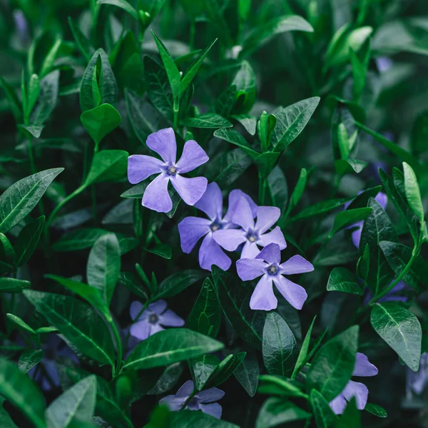 Beautiful Purple Periwinkle Flowers Spring Garden Selective Focus — Stock Photo, Image