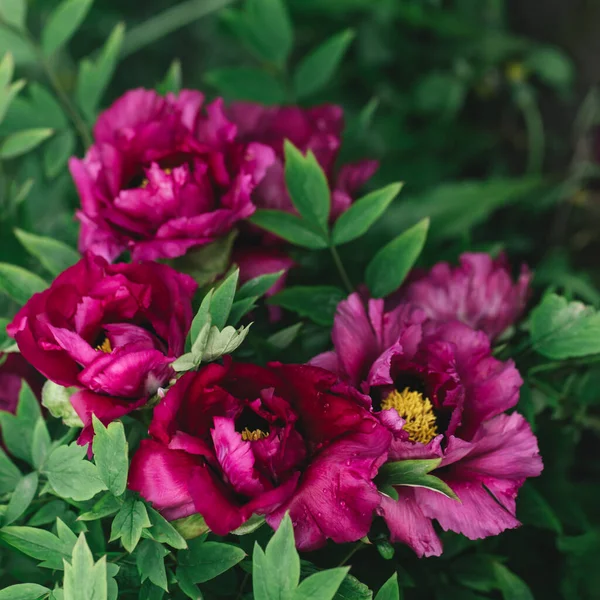 Beautiful dark pink peonies  in a spring garden after rain. Dark green background. Selective focus.