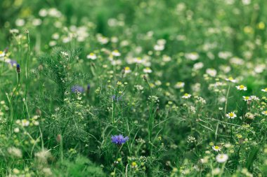 Yazlık çayırlarda güzel mavi çiçekler ve papatyalar. Yaz otlağı arka planı. Seçici odak.
