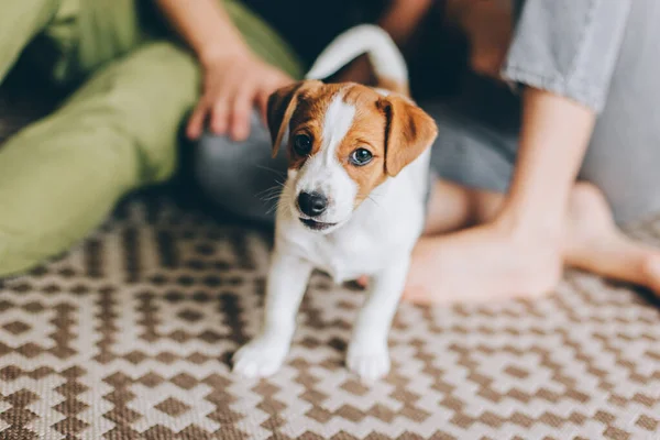 Sevimli köpek yavrusu Jack Russell Terrier ve sahipleri evde. Küçük bir köpeğin portresi.. 