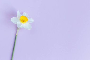 Pastel menekşe arkaplanda güzel beyaz nergis. Düz yatıyordu. Metin için yer.