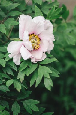 Bahar bahçesindeki güzel kremalı şakayık tomurcuğu. Koyu yeşil arka plan. Seçici odak.