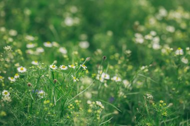 Yaz otlağındaki güzel papatyalar ve diğer çiçekler. Yaz otlağı arka planı. Seçici odak.