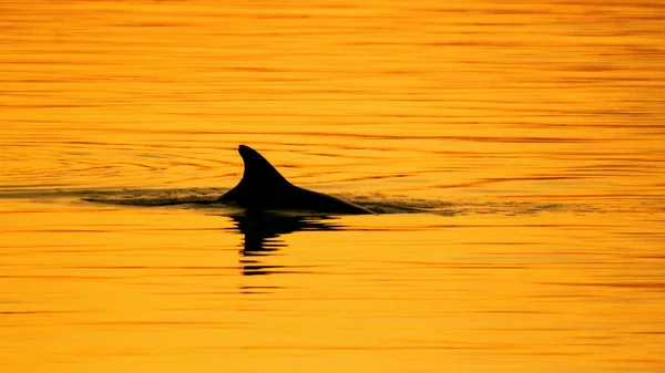 Delfin pływanie statkiem na zachód słońca — Zdjęcie stockowe