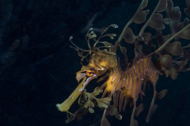 Güzel ve zarif bir seadragon.