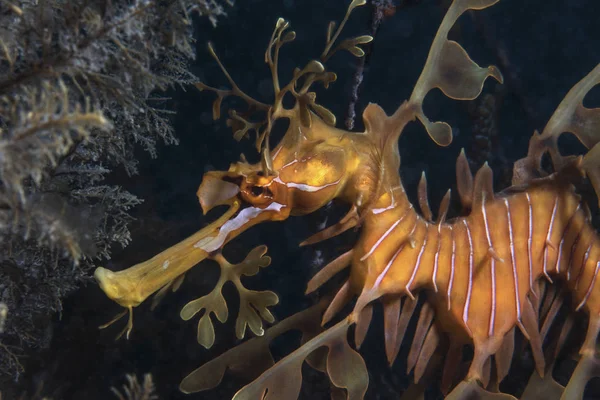 Krásný a elegantní listnatý Seadragon — Stock fotografie