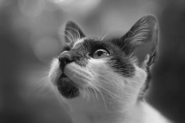 一只好奇的猫抬头看着一张黑白照片 — 图库照片