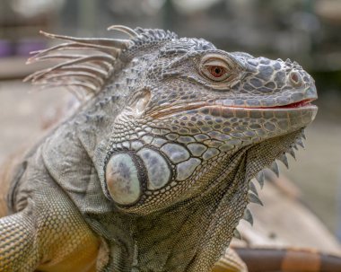 Güzel Iguana, güneşli sıcak günün tadını çıkar. 