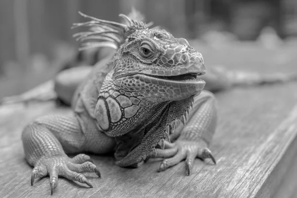 Good Looking Iguana Picture Black White — Stock Photo, Image