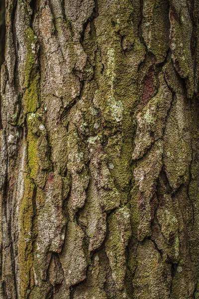 Шкіра Соснового Дерева Унікальна Текстура Фонового Малюнка — стокове фото