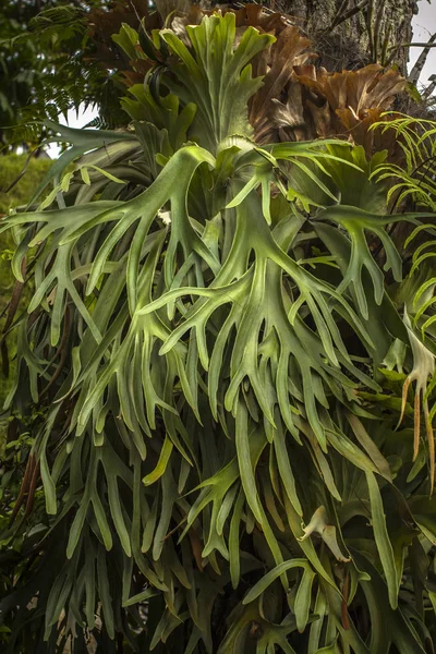 Staghorn Felci Elkorn Felci Platycerium Bifurcatum — Foto Stock