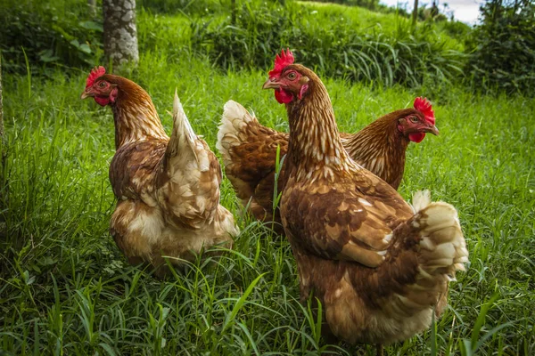 Ağacın altında gölgede toplama ücretsiz aralığı tavuk