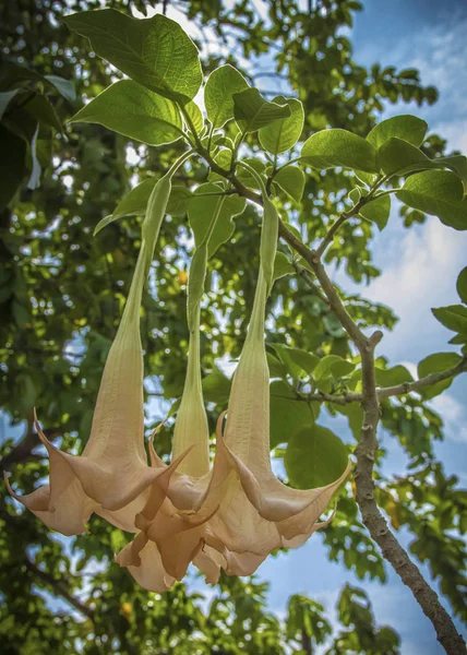 Güzel Brugmansia Meleğin Yakın Plan Trompet Çiçekleri — Stok fotoğraf