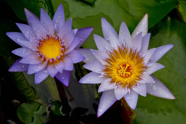 Gotículas Água Chuva Belas Lírios Água Flor Lagoa — Fotografia de Stock