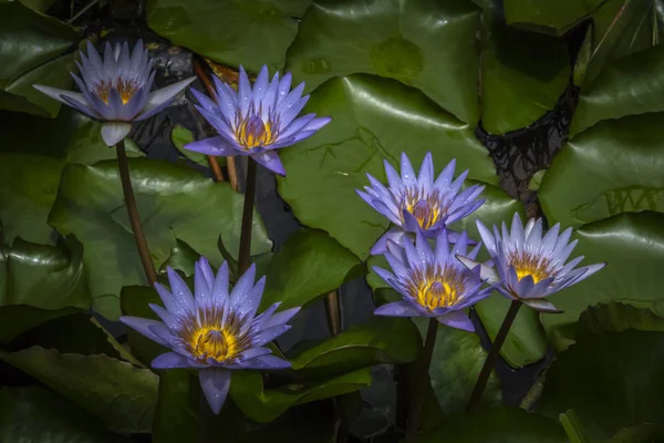 池の美しい睡蓮の花に水滴雨水 — ストック写真