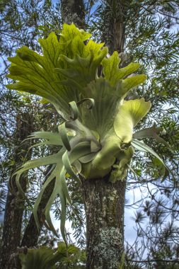 Staghorn eğreltiotu veya elkhorn eğreltiotu, Platycerium bifurcatum.