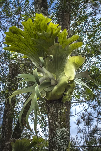 Staghorn Eğreltiotu Veya Elkhorn Eğreltiotu Platycerium Bifurcatum — Stok fotoğraf