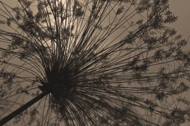 Vahşi papirüs bitki siluet