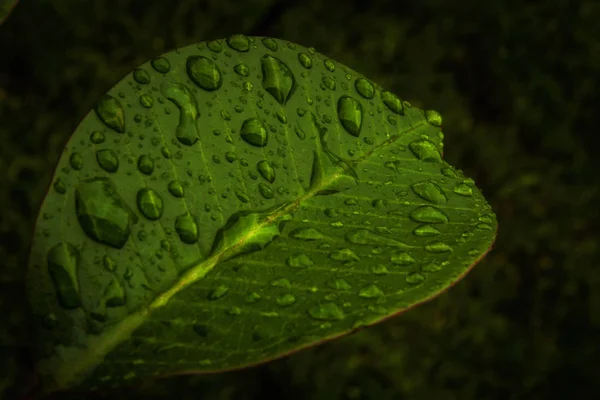 Gotas Água Folha Perto — Fotografia de Stock