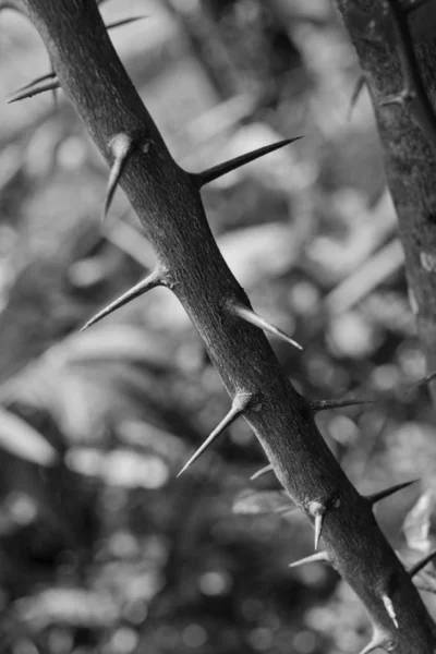 Ramo Espesso Preto Branco Imagem — Fotografia de Stock