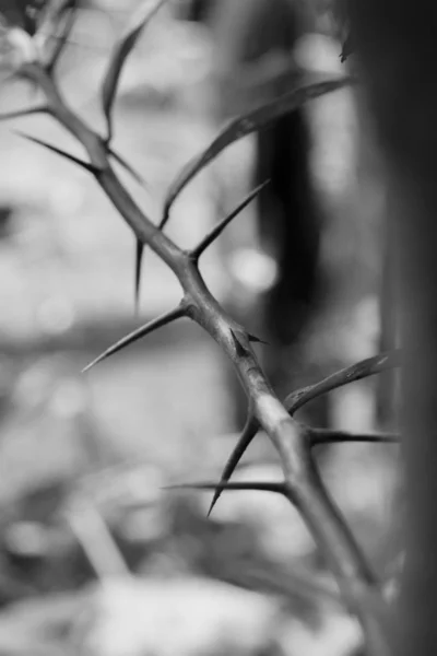 Spiky branch in Black and White picture