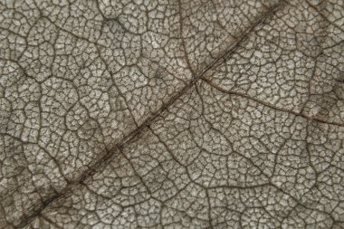 Makro kuru yaprak doku vurdu