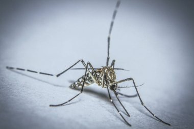 Sivrisinek kaşıntısından, sivrisineklerin yaydığı rahatsız edici ısırıklardan ve hastalıklardan kaçının. Evinizin etrafını çöplerden ve su birikintilerinden temizlemeye başlayın.
