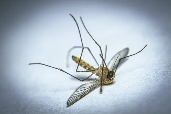 避免蚊子的瘙痒 恼人的叮咬和蚊子传播的疾病 首先要把家里的垃圾和水坑清理干净 — 图库照片