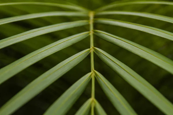 Blízká Fotka Exotické Palmové Rostliny Areca Zanechává — Stock fotografie