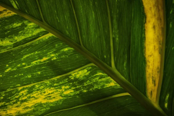 Bella Unica Immagine Colore Consistenza Foglia Primo Piano — Foto Stock