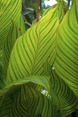 Yaprağın eşsiz dokusu ve renkli resmi