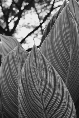 Siyah beyaz resimdeki yaprağın eşsiz dokusu