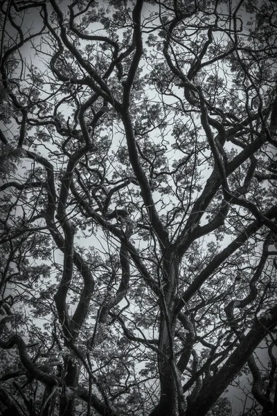 Gölgeli büyük ağacın altında güzel görünüm