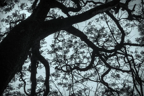 Гарний Вид Під Тіньовим Великим Деревом — стокове фото