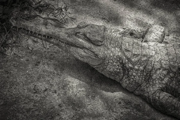 Crocodilo Água Doce Descansando Areia Sob Pequena Árvore — Fotografia de Stock