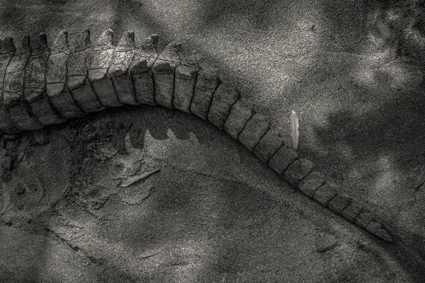 Мощный Крокодиловый Хвост Крупным Планом — стоковое фото